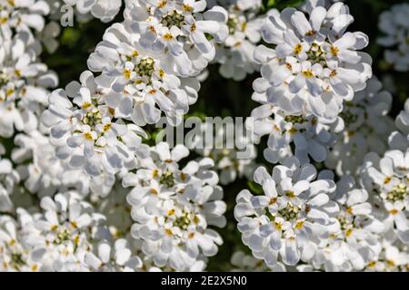 Bianco fiore grappolo di candytuft sempreverde (Iberis sempervirens) in primavera, vista dall'alto e full frame Foto Stock