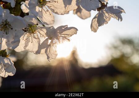 Bianco ciliegia brillante fiorisce alla luce del sole di sera, primo piano. Foto Stock