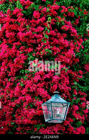 'Patio' raffigurato a Cordova, Spagna il 2009 maggio. Ogni mese di maggio a Cordova (Spagna), dal 1918, è possibile ammirare l'unico 'festival' di giardini e fiori chiamato 'Fiesta de los patios Cordobeses'. Ogni anno gareggia più di 50 giardini, o 'patios', per il primo posto e l'onore di essere riconosciuto il giardino più bello di Cordova. Quest'anno l'evento si svolgerà tra il 5 e il 16 maggio. Foto di Almagro/ABACAPRESS.COM Foto Stock