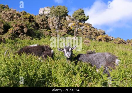 Capre selvatiche feriche che vagano su una collina che pascolano su felci, Valley of the Rocks, Lynton, Exmoor National Park, North Devon, England, UK Foto Stock