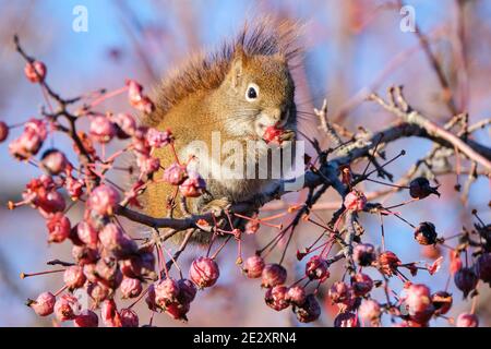 scoiattolo rosso americano in un albero di mele granchio che afferra e mangia frutta Foto Stock