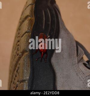 Palma insetto palma rossa o Rhynchophorus ferrugineus Foto Stock