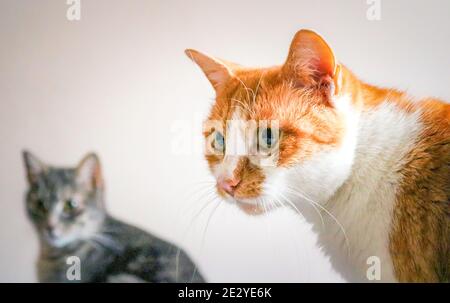 Un ritratto di due gatti Foto Stock