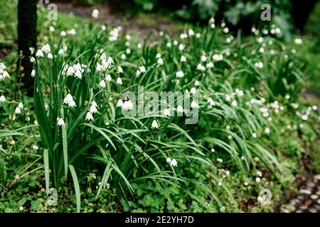 Fiore bianco estivo con campane bianche su erba verde. Foto Stock