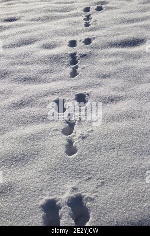 Tracce di coniglio nella neve Foto Stock