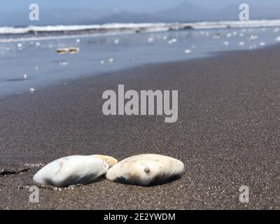 Primo piano di due conchiglie sulla sabbia della spiaggia Foto Stock