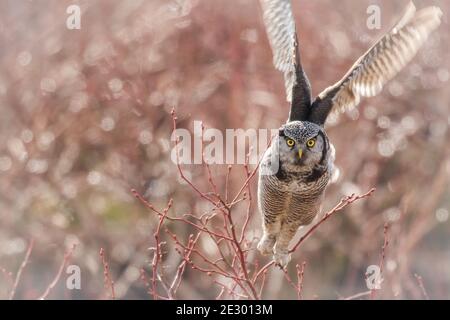 L'intenso Northern Hawk Owl (Surnia Ulula) vola dal ramo rosso nel campo dei mirtilli di Vancouver, BC, Canada. Fissando. Sfondo morbido bokeh. Foto Stock