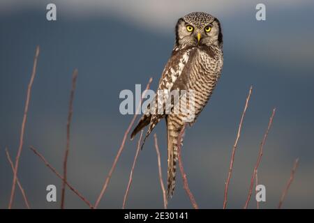 Northern Hawk Owl (Surnia Ulula) si fissa direttamente alla telecamera e si bilancia sul ramo skinny contro uno sfondo montuoso a Vancouver, BC, Canada. Foto Stock