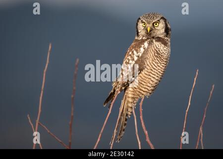 Northern Hawk Owl (Surnia Ulula) saldi su branca skinny contro uno sfondo montuoso a Vancouver, BC, Canada. Foto Stock