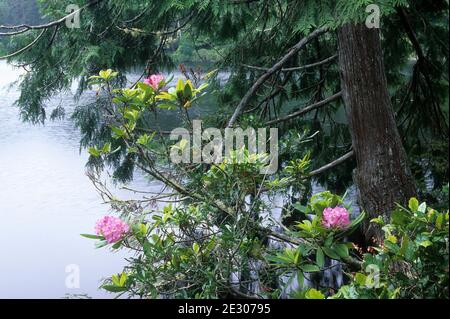 Lago Marie con rododendro e cedro rosso, Umpqua River Lighthouse state Park, Oregon Foto Stock