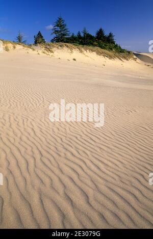 Carter Dune con lupino, Oregon Dunes National Recreation Area, Oregon Foto Stock