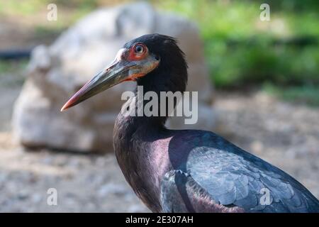 La cicogna di Abdim (Ciconia abdimii), conosciuta anche come cicogna dal colore bianco, si avvicina al sole nel centro-est. Foto Stock