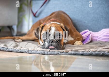 divertente faccia 9 mesi vecchio puered dorato cucciolo tedesco pugile cane closeup. Foto Stock