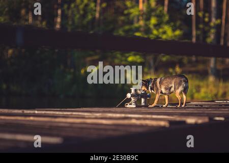 Giovane giocattolo inglese terrier su un molo di legno soleggiato vicino al lago sullo sfondo di una foresta verde estate Foto Stock