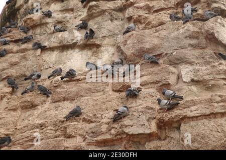 Immagine di un gregge di piccioni che si trova sul lato della base della colonna di Costantino a Istanbul, Turchia, in immagine a basso contrasto. Foto Stock