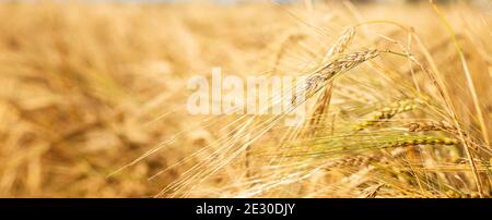 Orzo campo. Barba di orzo dorato da vicino. Splendido paesaggio rurale. Banner orizzontale - immagine Foto Stock