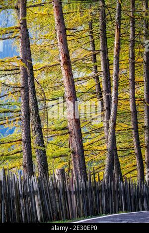 Vista della strada autunnale per Malga Zannes. Val di Funes, Alpi Dolomiti, Trentino Alto Adige, Italia. Foto Stock