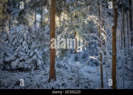 ARTE FOTOGRAFICA: Quando la luce si rompe (scena del bosco vicino a Bad Toelz, Baviera, Germania) Foto Stock