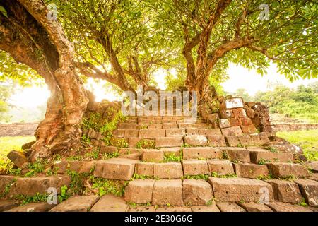 Antiche scale spirituali e vecchi alberi di Plumeria alla zona del tempio di Vat Phou, Vat Phou è un complesso di templi indù Khmer in rovina a Champasak, Laos. Foto Stock