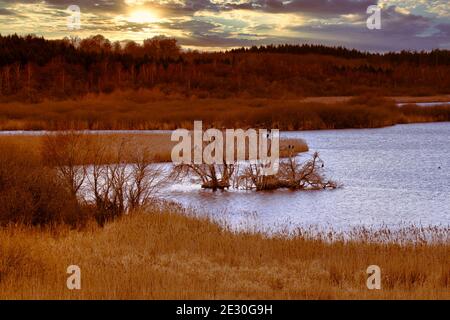 Una vista di una palude piena di canne. Un lago e un tramonto dorato sullo sfondo. Foto di Lund, Svezia meridionale Foto Stock