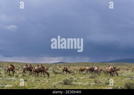 Mandria di cammelli sulla steppa della Mongolia con nuvole nere scure piovose nel cielo. Foto Stock