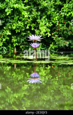 Una vista laterale di un giglio d'acqua viola in fiore in un laghetto calmo, che mostra un perfetto riflesso di immagine speculare. Foto Stock