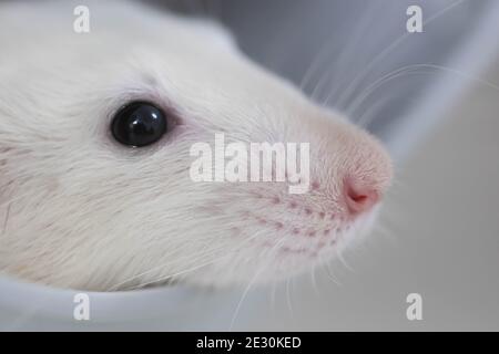 Museruola bianca di un primo piano di un ratto decorativo. Bell'animale domestico. Macro fotografia di un naso rosa e di un lungo baffi. Ritratto di ratto Foto Stock