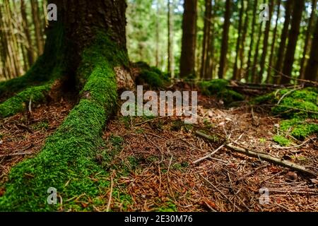 muschio fresco verde sulle radici da un albero in la foresta mentre escursioni Foto Stock