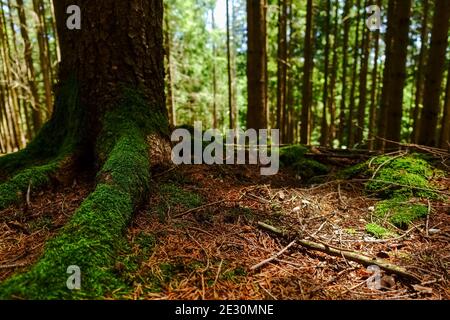 muschio verde sulle radici da un albero nel foresta Foto Stock