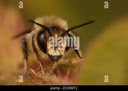 Closeup di un maschio Patchwork afantcutter ape, Megachile centuncularis Foto Stock