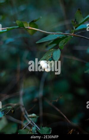 Bacche di neve bianca o di wolfberry nella foresta. Foto Stock