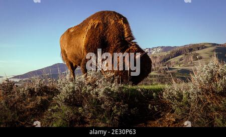 Grande bisonte nordamericano cornato che pascolano sulle praterie di Wyoming Foto Stock