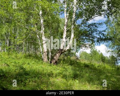 Diverse birches russe crescono in un grappolo da una radice su un poggio nella foresta in una giornata estiva di sole. Foto Stock