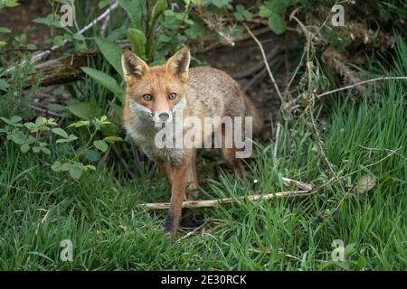 Volpe sul prowl, alla ricerca di cibo in un campo in Scozia, u.k. Foto Stock