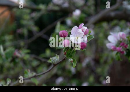 Fiori e boccioli su un albero di mele Foto Stock