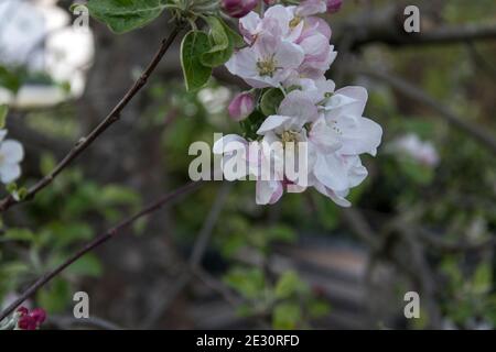 Fiori e boccioli su un albero di mele Foto Stock