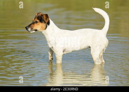 Jack Russell cane terrier in piedi in acqua Foto Stock