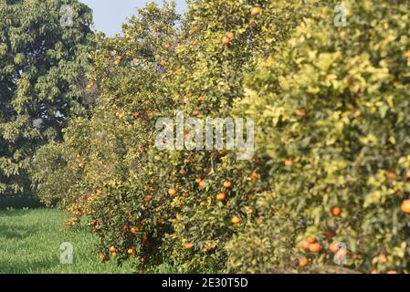L'arancio è il frutto di varie specie di agrumi in La famiglia Rutaceae Foto Stock