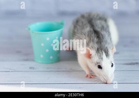 Un simpatico ratto grigio decorativo si trova accanto a un secchio color menta. Sullo sfondo di un muro di mattoni bianchi Foto Stock