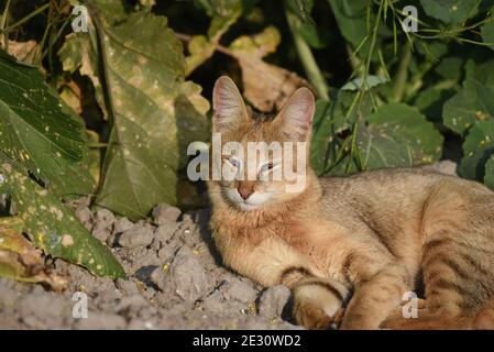 Il gatto della giungla, chiamato anche gatto di canna e gatto delle paludi, è un gatto di medie dimensioni originario del Medio Oriente, del Sud e del Sud-Est asiatico e della Cina meridionale Foto Stock