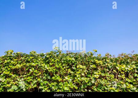 Edera (edera) verde tagliato ordinatamente hedge sharb sfondo con un cielo blu chiaro e copia spazio, foto stock Foto Stock