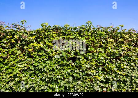 Edera (edera) verde tagliato ordinatamente hedge sharb sfondo con un cielo blu chiaro e copia spazio, foto stock Foto Stock