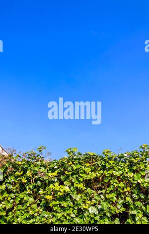 Edera (edera) verde tagliato ordinatamente hedge sharb sfondo con un cielo blu chiaro e copia spazio, foto stock Foto Stock