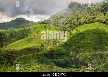 Il sole illumina uno dei vasti pendii su cui i cespugli di tè sono cresciuti in file pulite sulla Edinburgh Tea Estate a Nuwara Eliya, Sri Lanka. Foto Stock