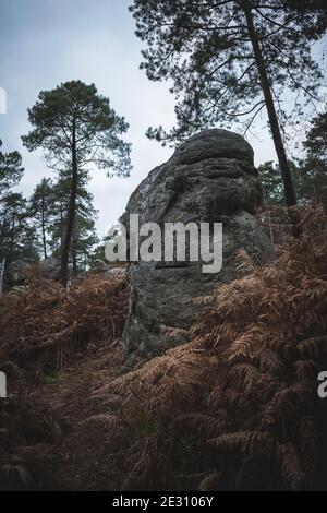 Una bella formazione di pietra arenaria incastonata tra alberi di erica e betulla argentata nella foresta di Fontainebleau, Francia. Foto Stock