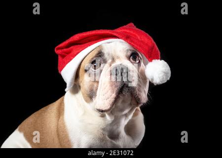 Primo piano ritratto di cane maschio di razza bulldog francese in babbo natale cappello rosso con tristi occhi sognanti sullo sfondo nero Foto Stock