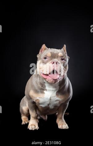 Cane maschio di razza americana bully di lilla tricolore seduto sullo sfondo nero con il sorriso e la lingua fuori Foto Stock