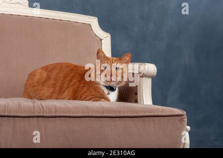 Carino gatto rosso domestico adulto sdraiato su un divano accogliente all'interno Foto Stock