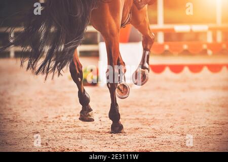 Gli zoccoli di cetriolo di un cavallo della baia di galoppo si possono salire sulla sabbia di un'arena all'aperto in occasione di gare equestri. Equitazione. Sport equestri. Foto Stock