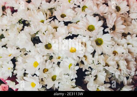 Bella camomilla daisy fiori bouquet modello. Primo piano fiore floreale, sfondo fiorito Foto Stock